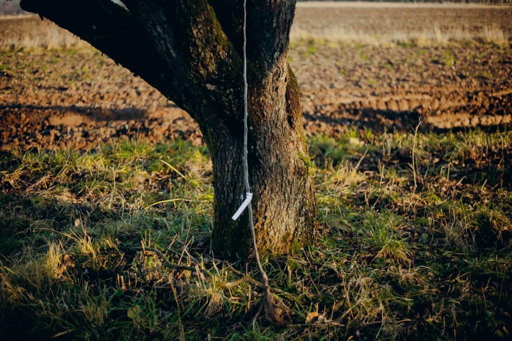 Czerwona paproć blog ogrodniczy Podlasie